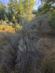 Artemisia tridentata