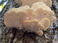 Climacocystis borealis