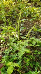 Ambrosia artemisiifolia