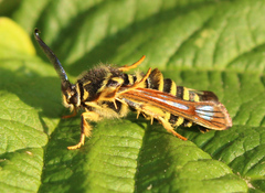 Pennisetia marginatum