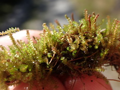 Marsupella emarginata