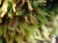 Odontoschisma denudatum