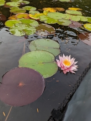 Nymphaea rubra