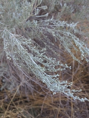 Artemisia tridentata