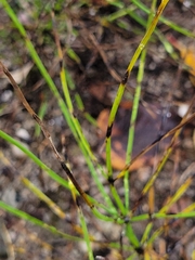 Equisetum arvense