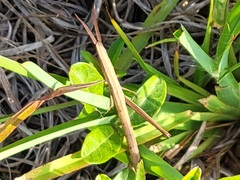 Achurum carinatum