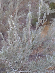 Artemisia tridentata