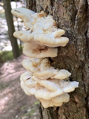 Climacocystis borealis