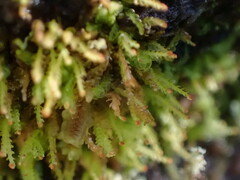 Odontoschisma denudatum