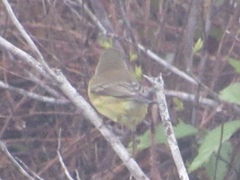 Setophaga discolor