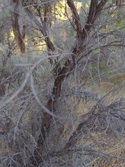 Artemisia tridentata