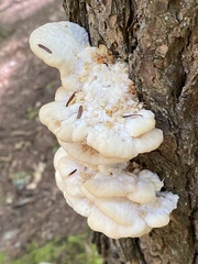 Climacocystis borealis