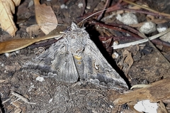Autographa californica