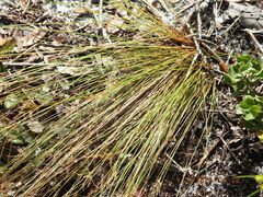 Bulbostylis ciliatifolia