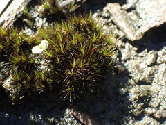 Campylopus atrovirens