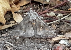 Autographa californica