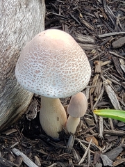 Leucoagaricus americanus