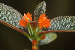 Chrysothemis pulchella