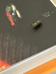 Anthomyia punctipennis