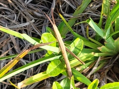 Achurum carinatum