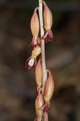Corallorhiza maculata maculata
