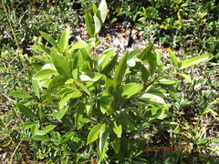 Persea borbonia