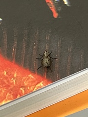 Anthomyia punctipennis