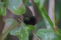 Hypercompe scribonia