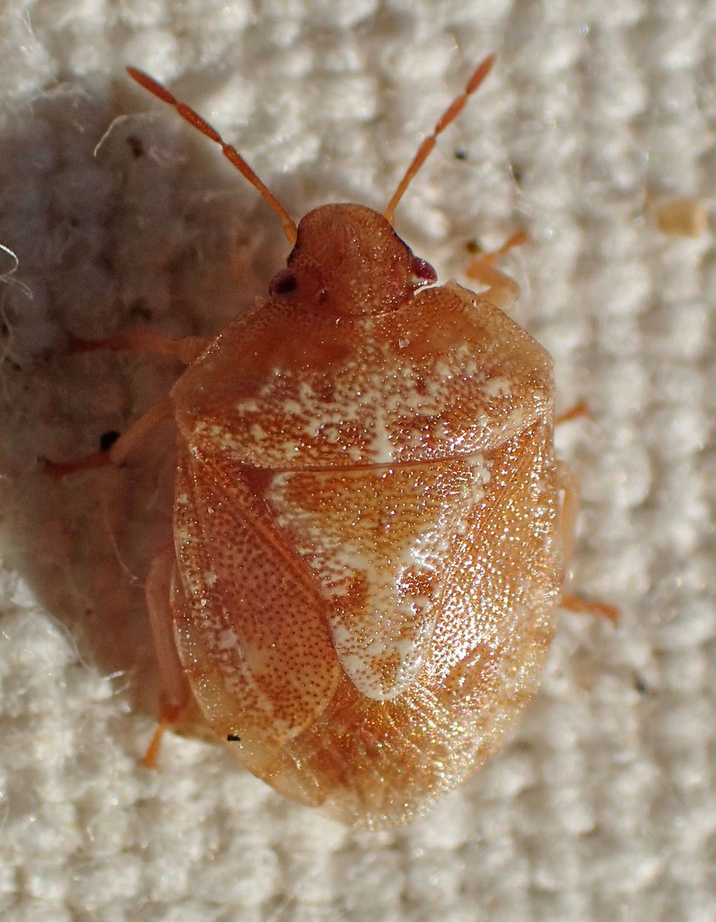 Dendrocoris pini