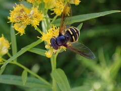Sericomyia chalcopyga