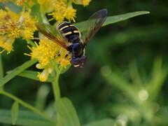 Sericomyia chalcopyga