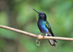 Boissonneaua jardini