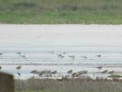 Thalasseus sandvicensis