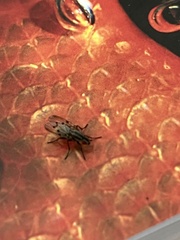 Anthomyia punctipennis