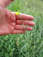 Rorippa sylvestris