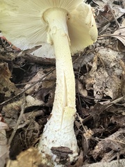 Amanita submaculata