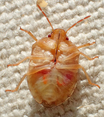Dendrocoris
