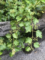 Ampelopsis glandulosa hancei