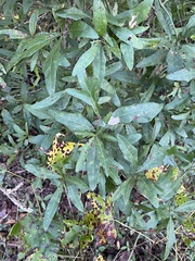 Quercus hemisphaerica