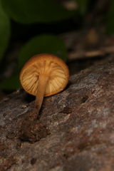 Crepidotus subfulviceps
