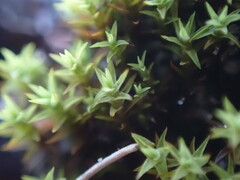 Pseudocrossidium hornschuchianum