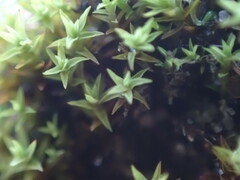 Pseudocrossidium hornschuchianum