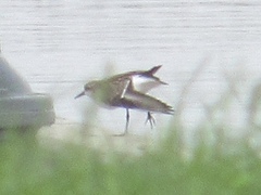 Calidris pusilla