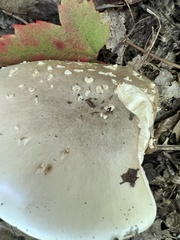 Amanita submaculata