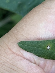 Quercus hemisphaerica