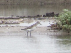 Calidris pusilla