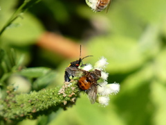 Paradejeania rutilioides