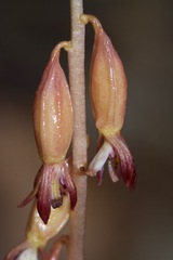 Corallorhiza maculata maculata