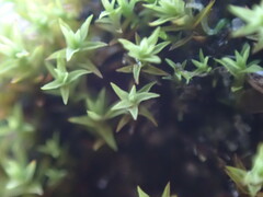 Pseudocrossidium hornschuchianum