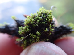 Pseudocrossidium hornschuchianum